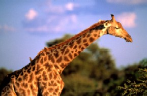 Giraffa