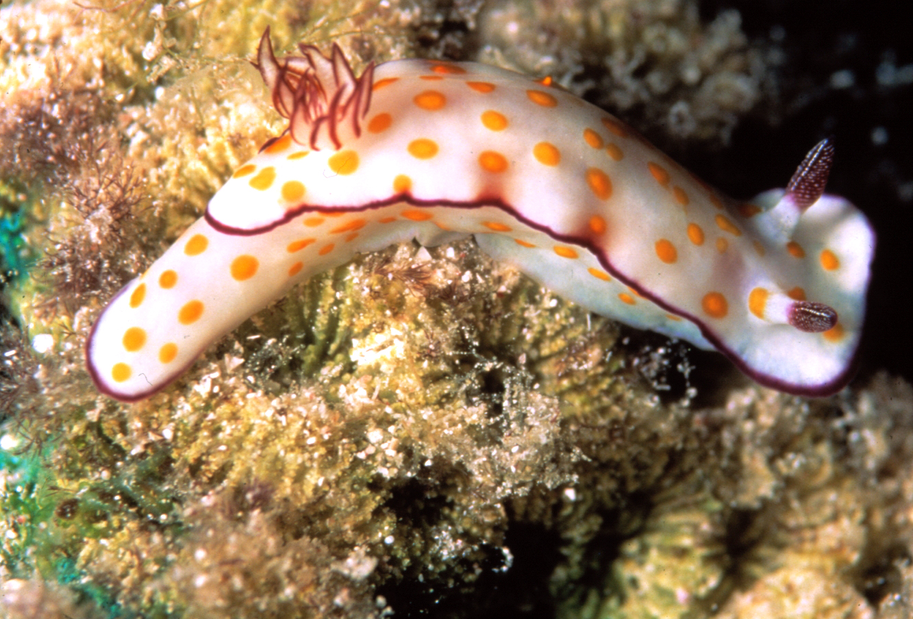Nudibranco