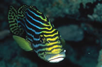 Ombrina tropicale dolcilabbra